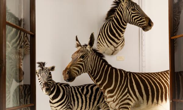 La Specola, Un nomade in cammino. Presentazione del libro di Marco Borri
