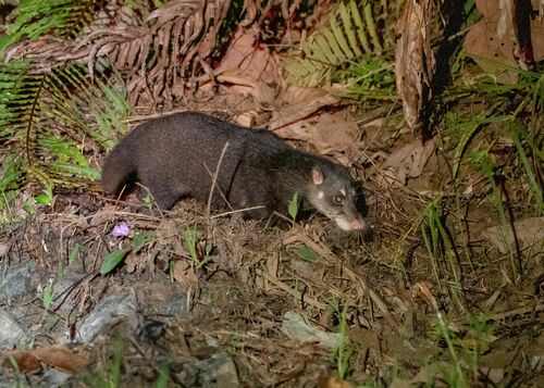 Cynogale bennettii Gray, 1837, observed in Malaysia by Royle Safaris