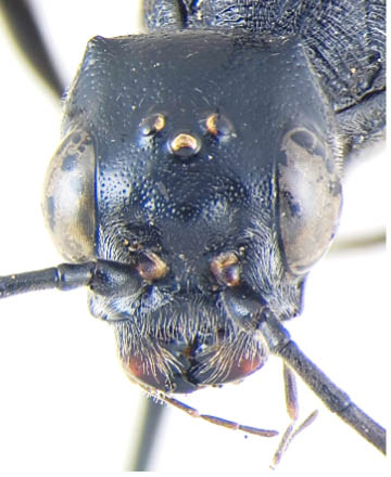 Aulacus ceciliae Turrisi, 2013 (Laos) (Hymenoptera, Aulacidae)