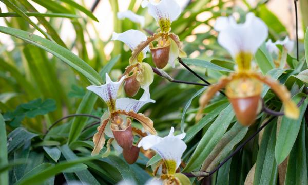 Orto botanico, corso sulla coltivazione delle orchidee tropicali.