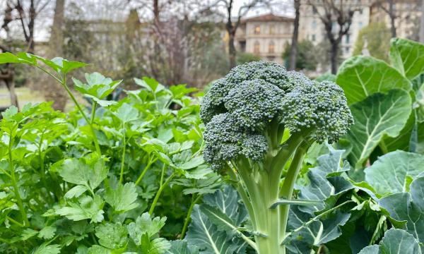 Ortobioattivo tra alimentazione, benessere e natura: video e volume del progetto