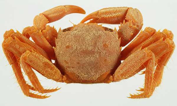 Presentazione della Guida ai Crostacei Decapodi d’Europa