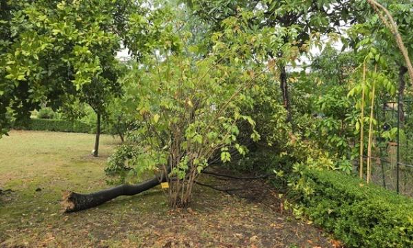 Chiusura temporanea dell'Orto botanico