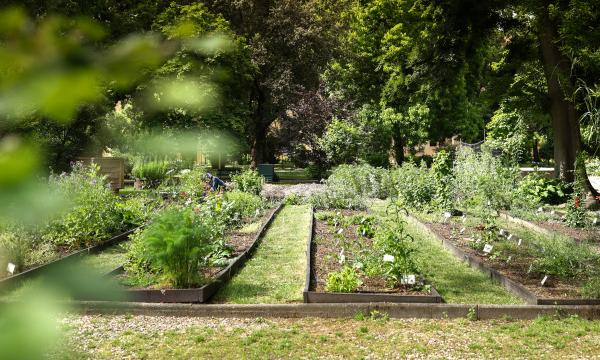 Orto botanico, Le piante spontanee di interesse alimentare in Toscana. Incontri teorico-pratici per il loro riconoscimento e utilizzo.