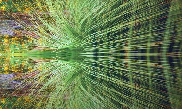 Antropologia, incontro con l'artista Maree Clarke