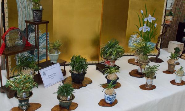 Orchidee e bonsai giapponesi, una speciale esposizione all’Orto botanico.