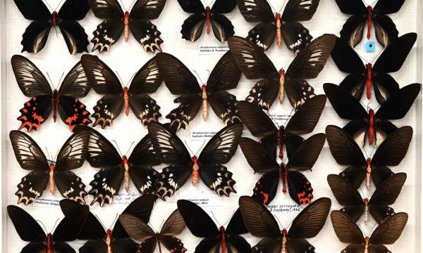 Oltre 50mila farfalle a “La Specola” (unifimagazine.it)