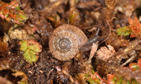 Scoperta una chiocciola che vive solo in Toscana