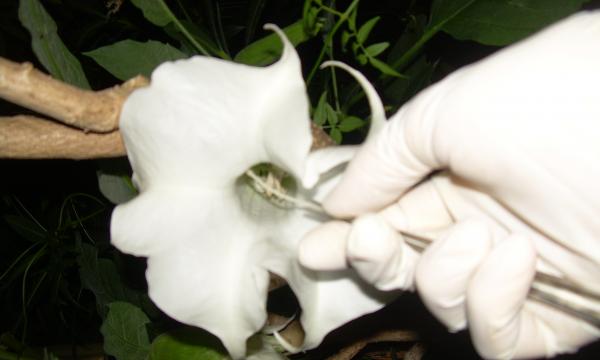 Orto botanico, Manuale, mostra personale di Roberto Orlando.