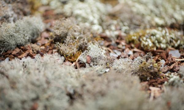 Orto botanico e licheni: visita guidata al percorso lichenologico