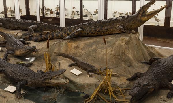 La Specola incontra lo schermo dell'arte