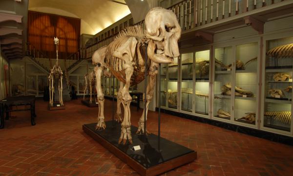 Specola, Salone degli Scheletri visitabile senza prenotazione