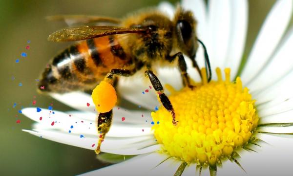 Il rischio invisibile delle microplastiche. Evento finale del progetto BeeSafe