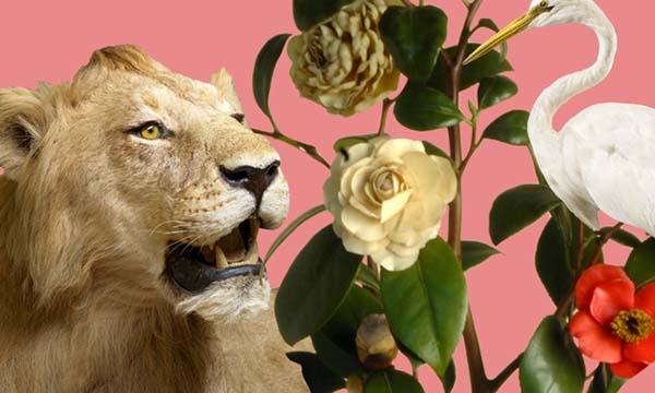 Herons, gardenias, camellias and lions in the silks of Maison Ferragamo