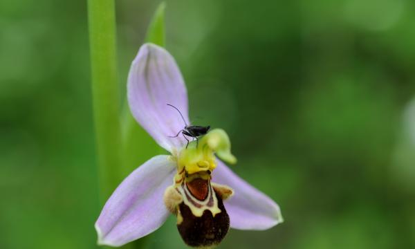 Orto botanico, mostra fotografica Orchidee spontanee in Toscana.