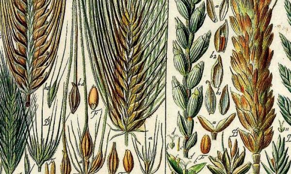 Orto botanico, presentazione del libro 'Piante e popoli' di Raffaele Testolin