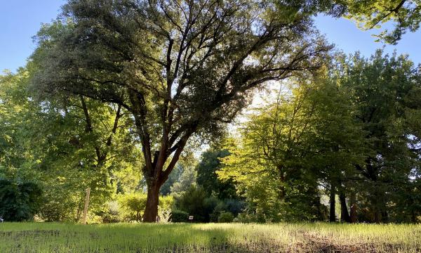 Guida alle meraviglie dell’Orto botanico