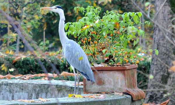 Orto botanico, un percorso per scoprire la biodiversità