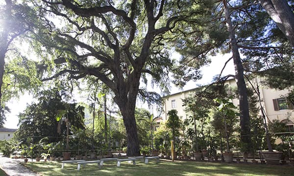 Il tour degli alberi monumentali ferma all’Orto