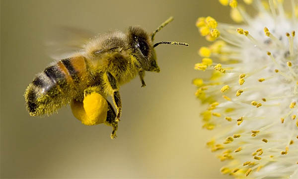 World Bee Day 2022 all’Orto botanico