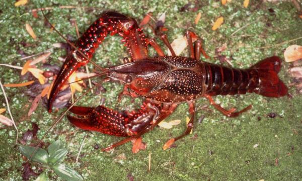 Incontro sulle specie aliene: conoscenza e presentazione di casi studio a Montignoso