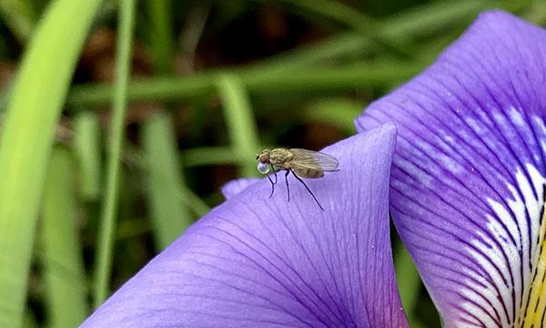 Orto botanico, incontro per gli insetti impollinatori custodi della vita umana