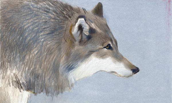 La Specola, presentazione del libro a fumetti 'The last wolf hunter'.