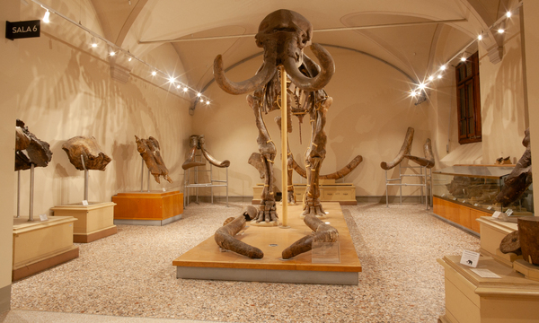 Agosto, orario ridotto per i musei di Geologia e Antropologia 