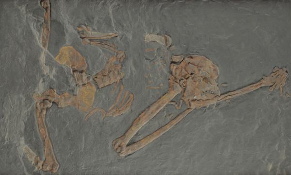 Un premio per l’Oreopiteco del Museo di Geologia e Paleontologia