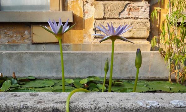 Natura e cultura in dialogo all’Orto botanico