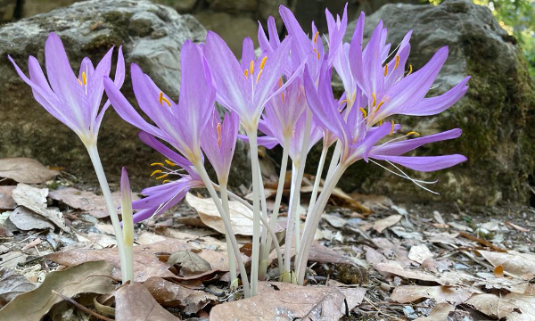 L’Orto botanico e il Museo di Geologia e Paleontologia per l’Alzheimer