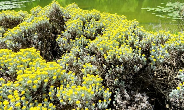 Orto botanico, seminario sulle strategie e adattamenti delle specie vegetali in aree costiere