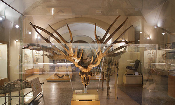 Il Museo di Geologia e Paleontologia si rinnova nel nome dell’accessibilità (unifi.it).