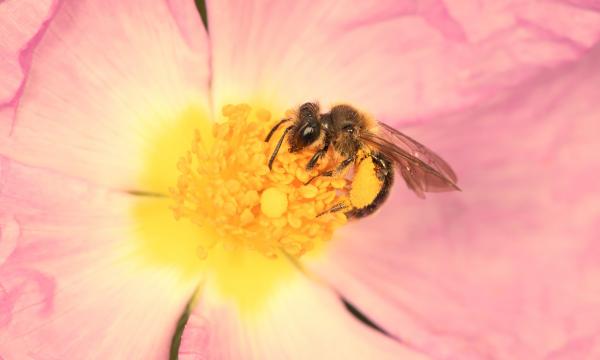 Orto botanico, Cross-Polli:Nation, laboratori e attivit&agrave; di monitoraggio degli insetti impollinatori