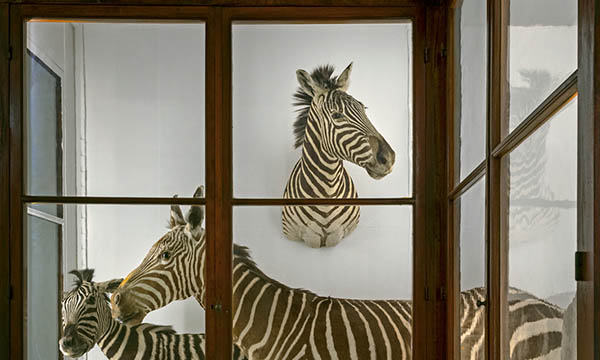 Museo Specola, chiusura 29 giugno 2024