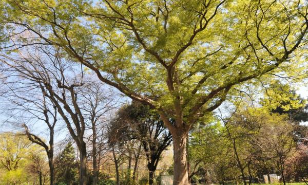 Piante e bellezza, performance teatrale all’Orto botanico