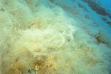Acinetospora crinita nella forma bentopleustofita.