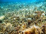 Popolamento in fase di riposo vegetativo