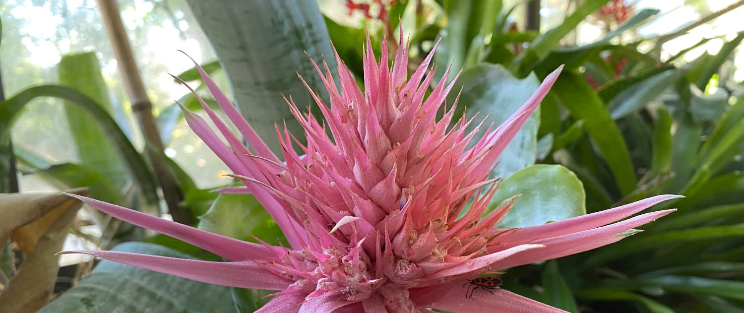 Bromeliacae