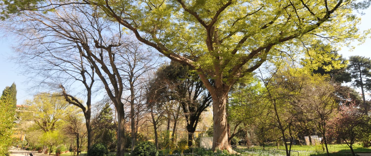 Zelkova serrata