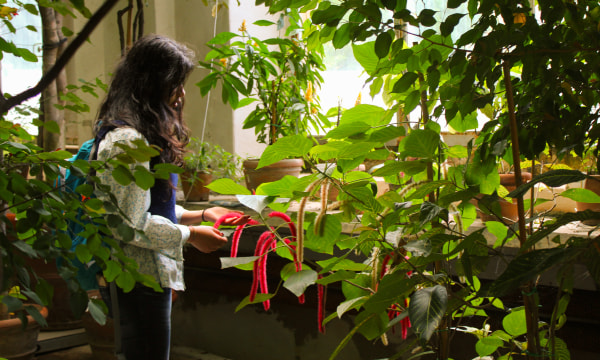 Orto botanico