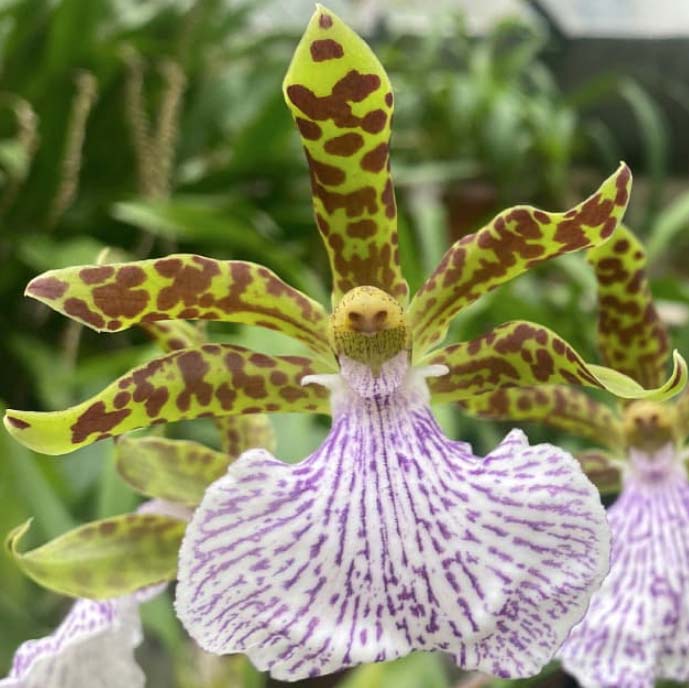 Orchidea Orto botanico