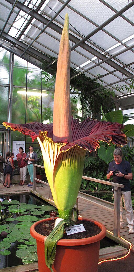 Amorphophallus titanum in fioritura presso l’Orto Botanico dell’Università di Bonn. Michael Neumann & © Wilhelm Barthlott, www.lotus-salvinia.de, CC BY-SA 4.0, via Wikimedia Commons