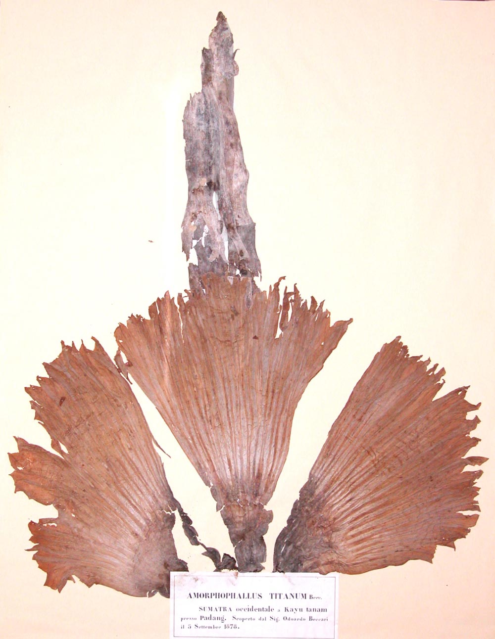 Campione originale (paratipo) di Amorphophallus titanum. Museo di Storia Naturale di Firenze, Collezioni di Botanica (Inv. no. FI018984)