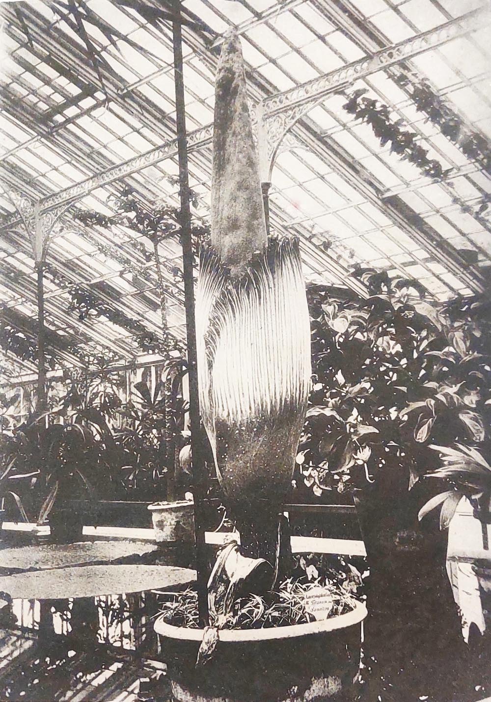 Amorphophallus titanum in fioritura nel 1889 nell’Orto Botanico di Kew. Museo di Storia Naturale di Firenze, Collezioni di Botanica