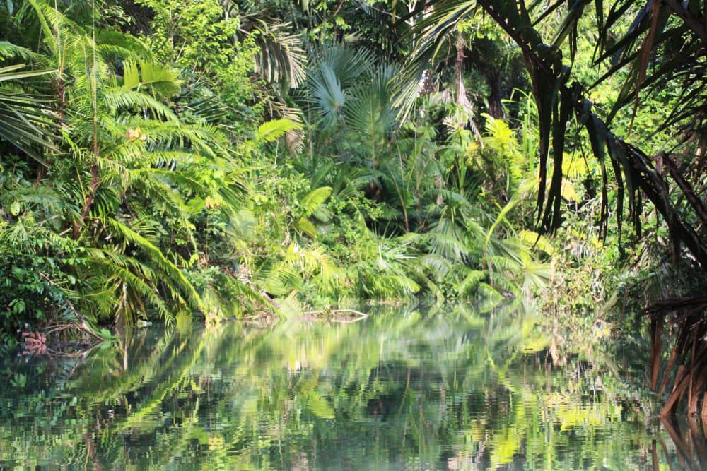 Parco nazionale di Ujung Kulon, foto del Museo di Storia Naturale di Firenze