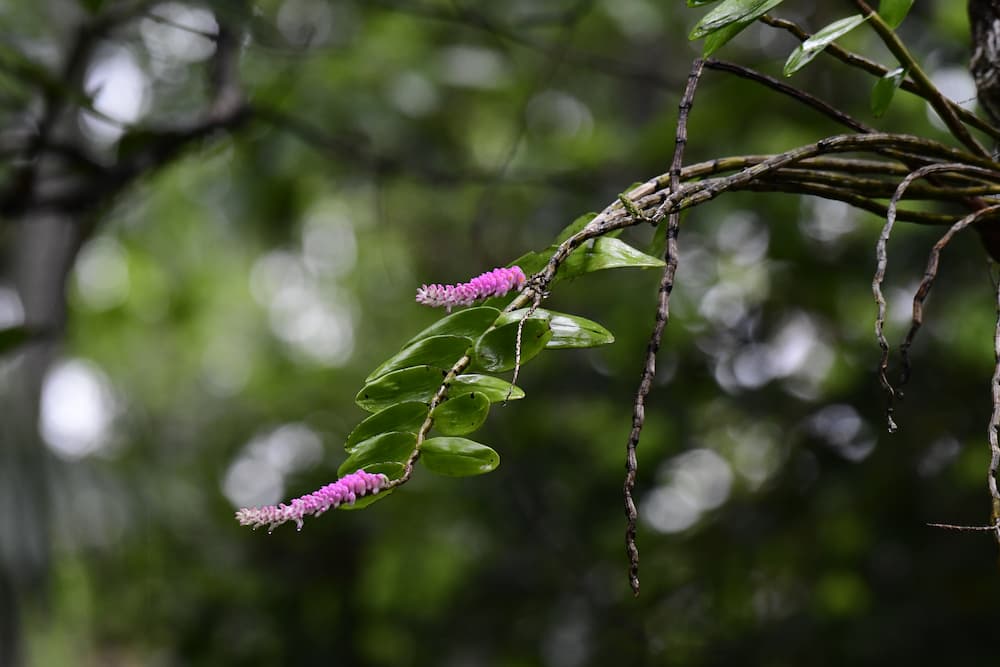 Orchidea epifita (Dendrobium secundum)