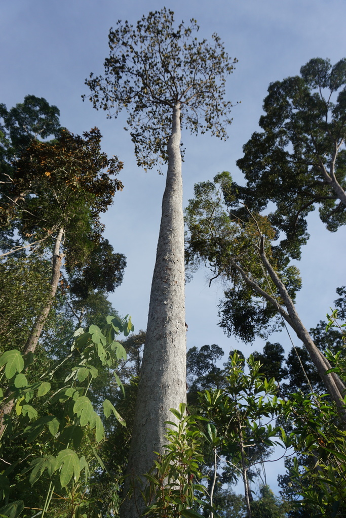 Dipterocarpus confertus © Arief Hamidi