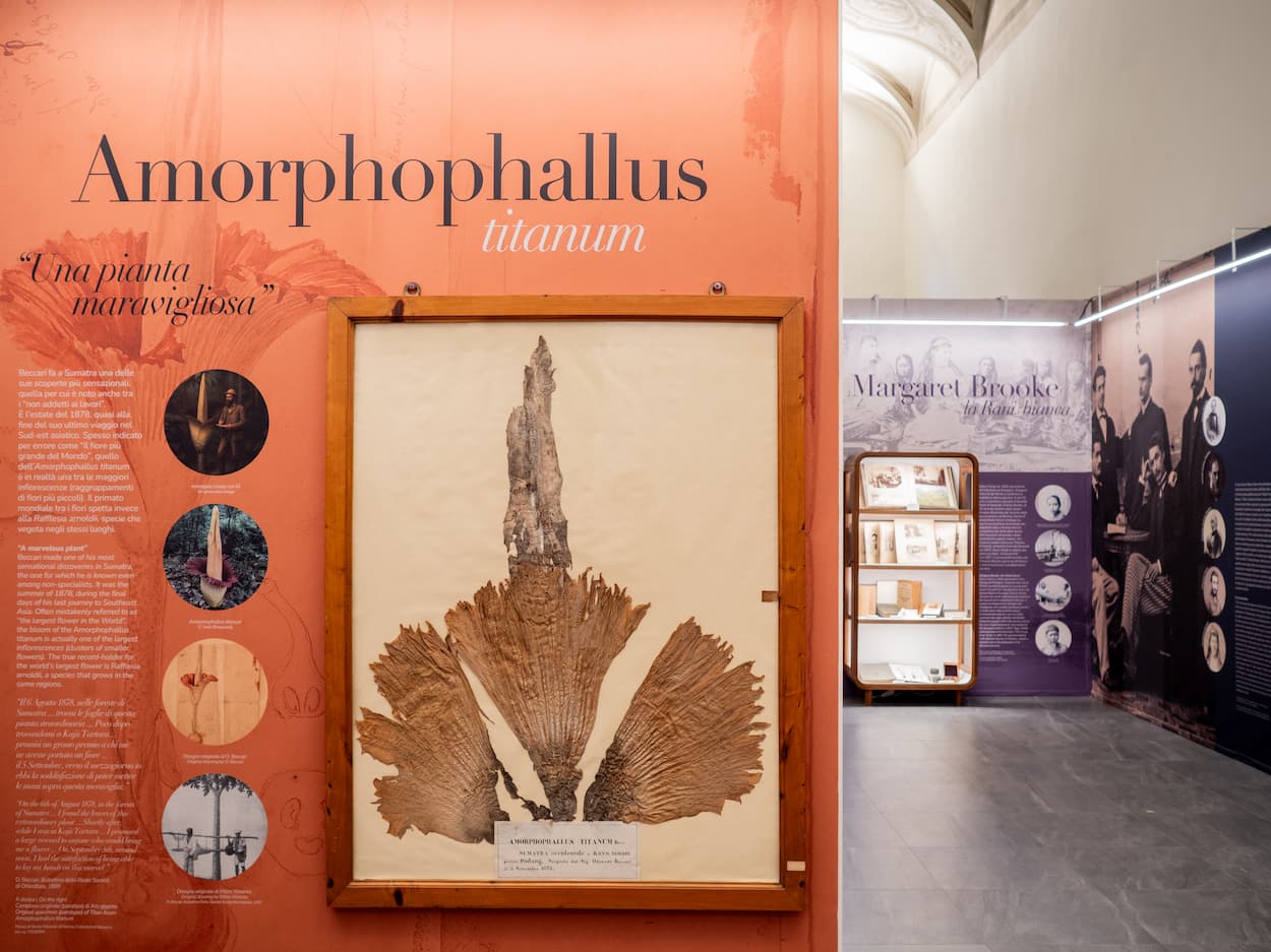 Mostra Odoardo Beccari - sala Specola