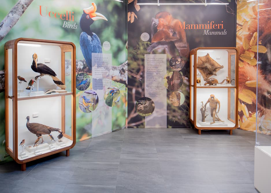 Mostra Odoardo Beccari - sala Specola